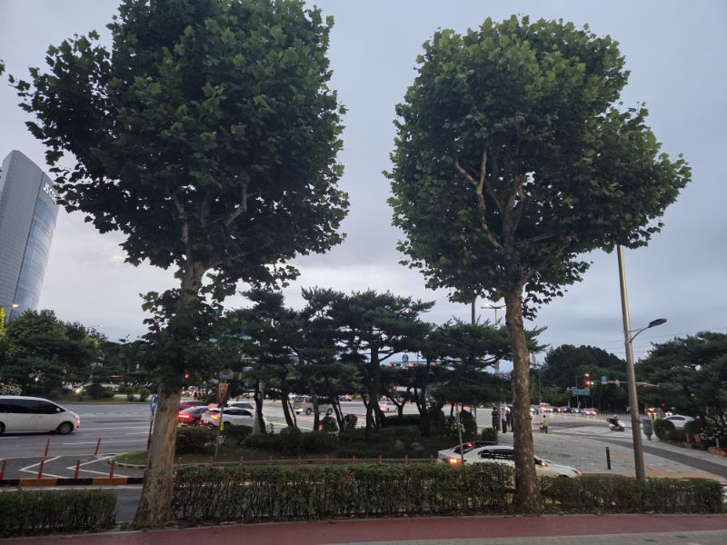 올림픽공원에서 방이동 사진 1